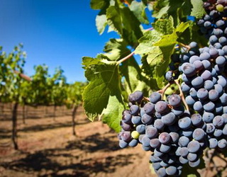 Підприємства «Масандри» зібрали близько 15 тис. тонн винограду